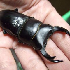 京都府産オオクワガタ F1 ♂71ミリ♀44.6ミリ　ペアの画像