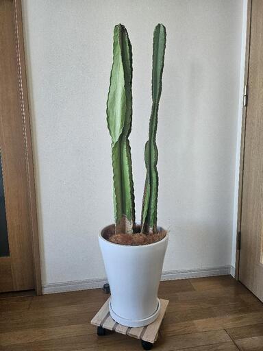 観葉植物　柱サボテン