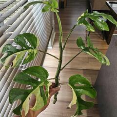 観葉植物　ヒメモンステラ斑入り