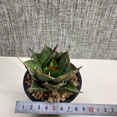 アガベ　剣竜の画像