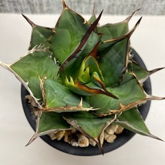 アガベ　剣竜の画像