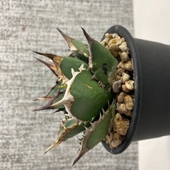 アガベ　剣竜の画像