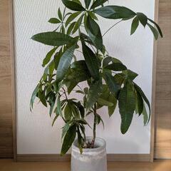 観葉植物　パキラ