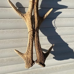 鹿のツノの画像