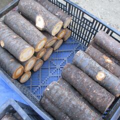 ■(完売) :薪・『 桜 』の広葉樹・・中枝 / 原木の画像