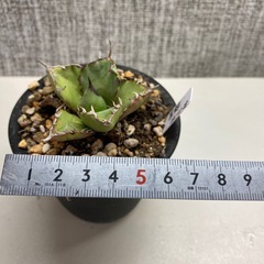 アガベ　黒鯨の画像