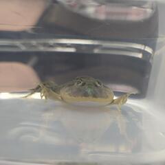 マルメタピオカガエルの画像
