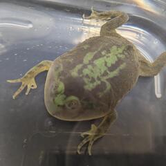 マルメタピオカガエルの画像