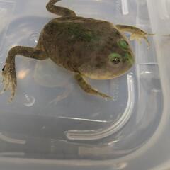 マルメタピオカガエルの画像