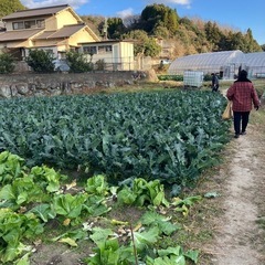 白菜の画像