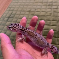レオパ♂