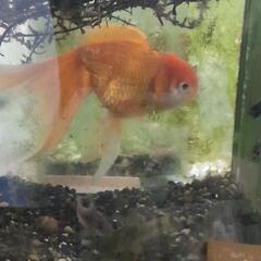 （取引中）金魚（オランダシシガシラ）