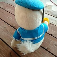ディズニー ドナルドダック ぬいぐるみの画像