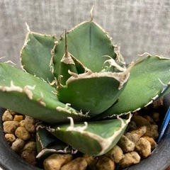 アガベ　チタノタ　南アフリカダイヤモンドの画像