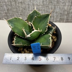 アガベ　チタノタ　南アフリカダイヤモンドの画像