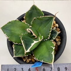 アガベ　チタノタ　南アフリカダイヤモンドの画像