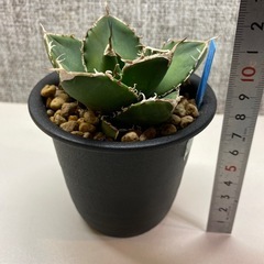 アガベ　チタノタ　南アフリカダイヤモンドの画像