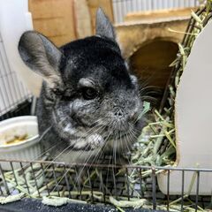 ★チンチラ・男の子★