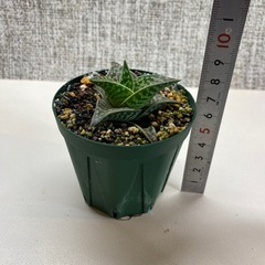 アロエの画像
