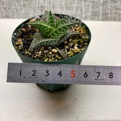 アロエ