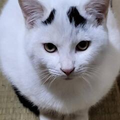 温かなご家族の元へ行けました♡多頭地域猫からの保護🙇4ヶ月の八の...