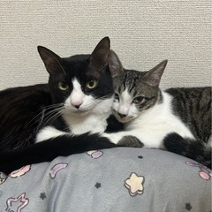 [決まりました]至急里親募集　黒白アシュ♂控え目で大人しい　穏やか