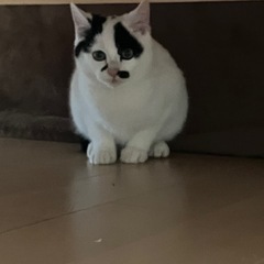 里親募集子猫３ヶ月