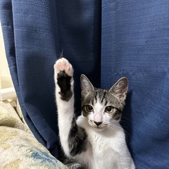 [決まりました]至急里親募集しています　サバ白　トト♂人懐こい　...