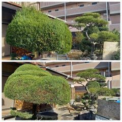 九州全域を対応とし、庭全般にお応えします。 - 剪定/造園