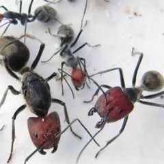 【東南アジア生息】ズアカオオアリ女王1匹＋働きアリ5匹ほど