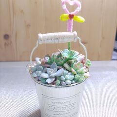 ★多肉植物寄せ植え 140★