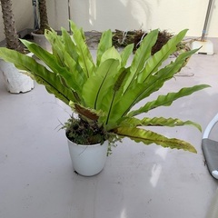 シマオオタニワタリ