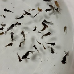 金魚稚魚色々６０匹以上まとめて