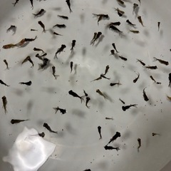 金魚稚魚色々６０匹以上まとめての画像