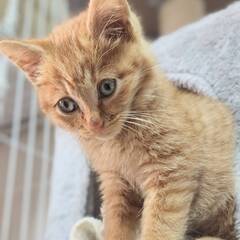 in日進市☆新春初猫！保護猫をオウチに迎えよう☆2025年1月4...