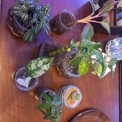 観葉植物　7点
