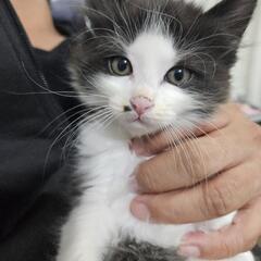 仔猫(11月)