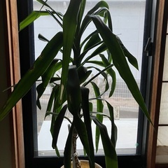 観葉植物