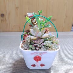 ★多肉植物寄せ植え 141★