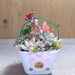★多肉植物寄せ植え 142★