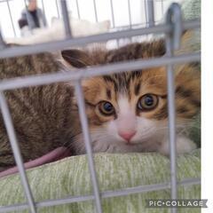 動画有）2ヶ月半くらいの子猫兄妹★丸顔そろい♡