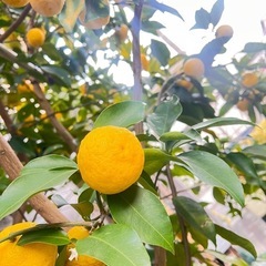 新鮮ゆず20個の画像