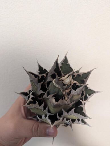 アガベ  抜き苗