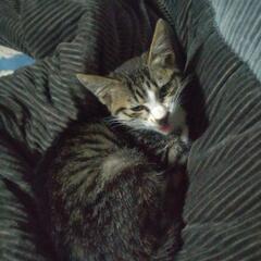 子猫を保護しました