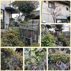 10.庭木