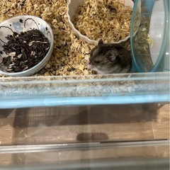 ハムスター🐹
