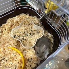 子ハム