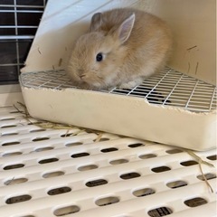 今回うさぎを飼うことになりました