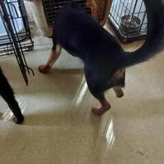 右足先欠損ですが逞しく生きてます！MIXのなずな - 犬