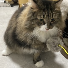 ノルウェージャンの男の子 - 猫